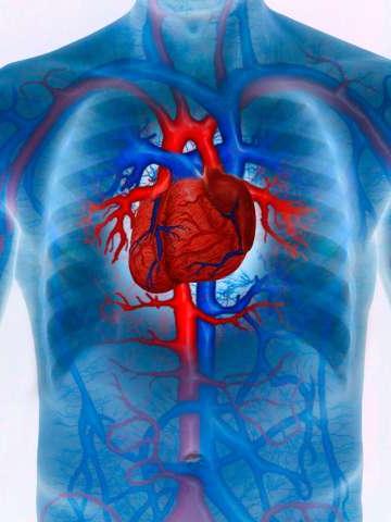心血管系统增强的人